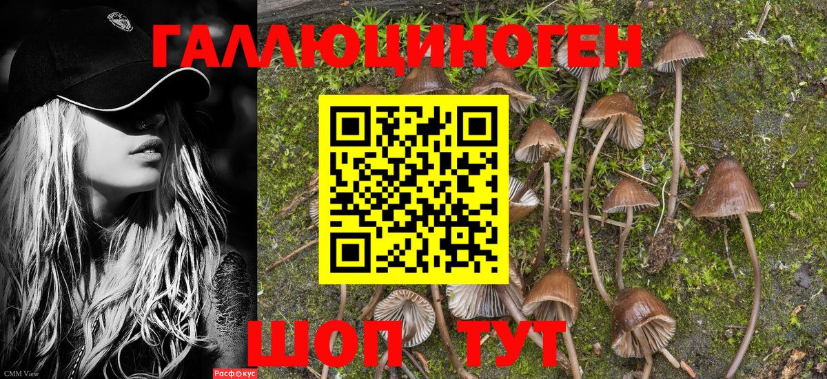 Псилоцибиновые грибы Psilocybine cubensis Муравленко
